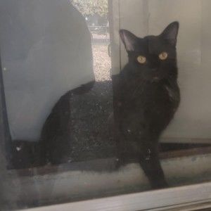 Meet your Posher, Scarr